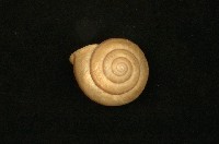藏品(帶條菱蝸牛)的圖片